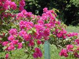 Bougainvillea